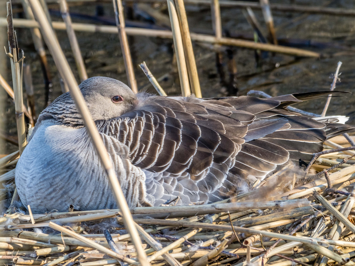 Die kluge Gans