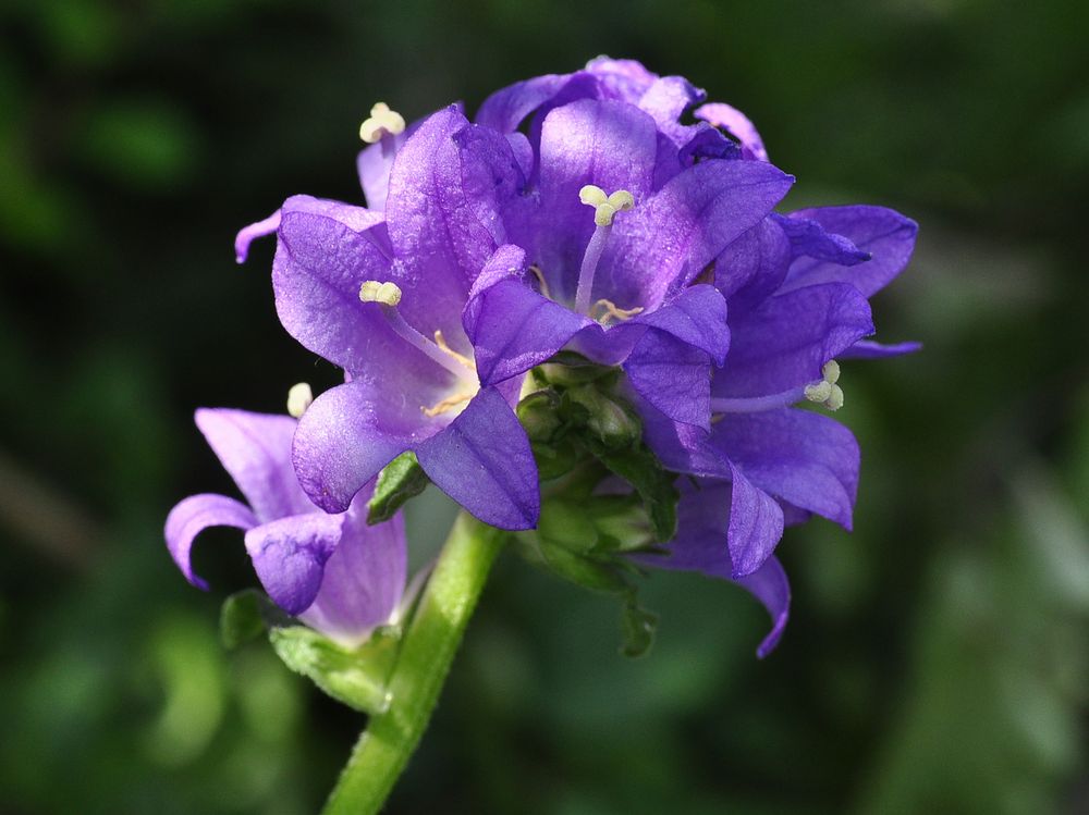 Die Knäuel- Glockenblume (Camapanula glomerata)