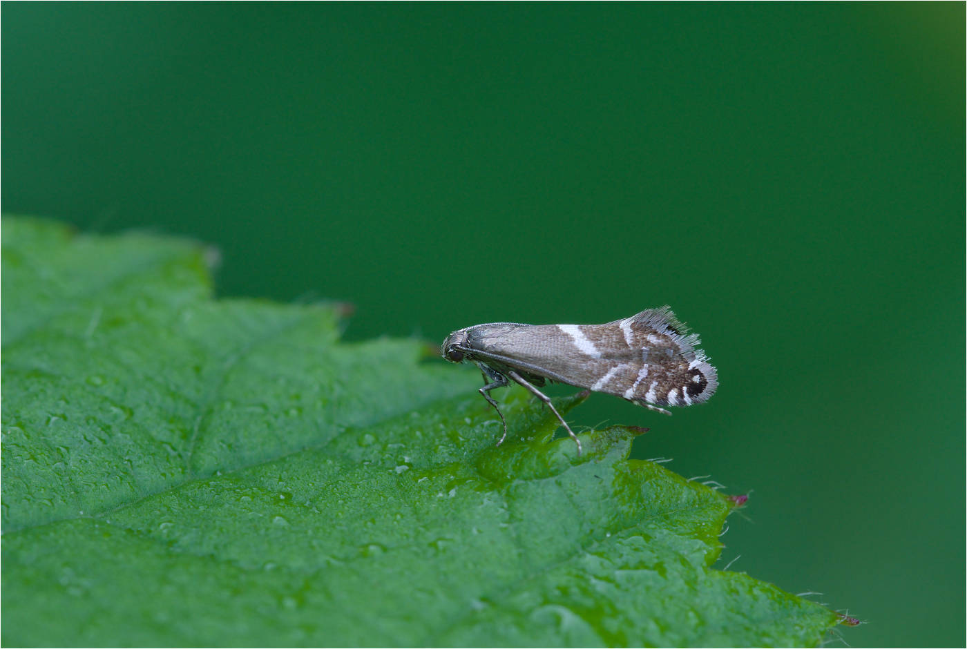 Die Knäuelgras-Rundstirnmotte (Glyphipterix simpliciella)