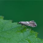 Die Knäuelgras-Rundstirnmotte (Glyphipterix simpliciella)