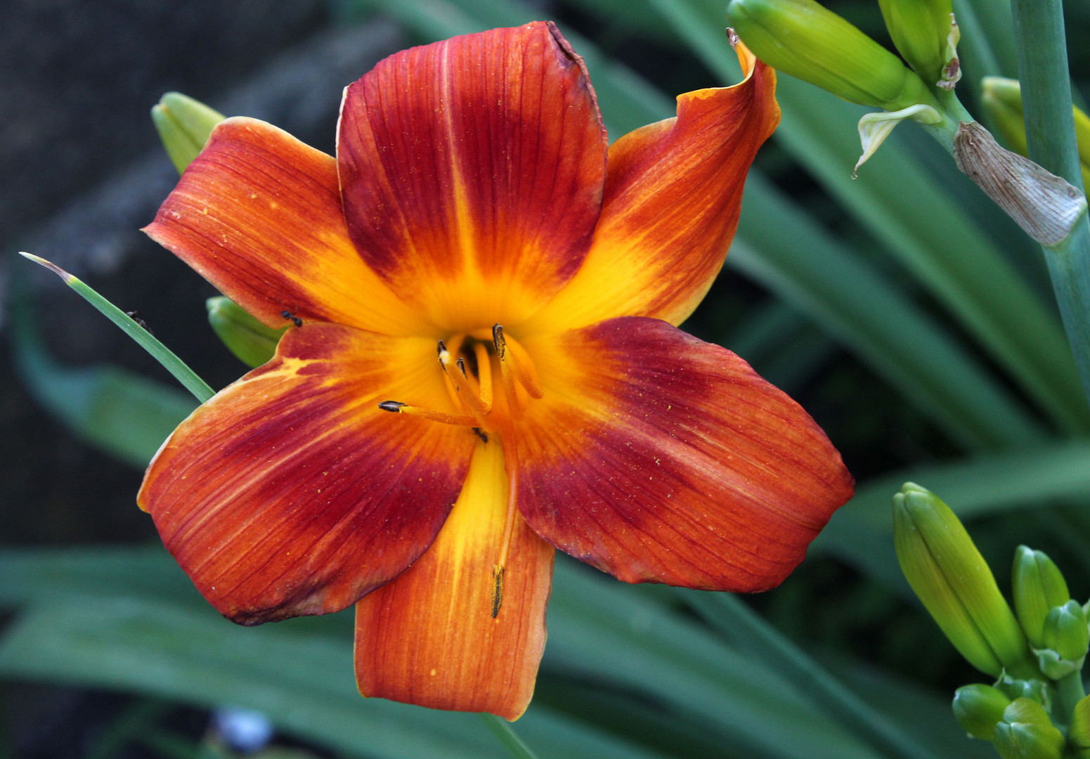 die knalligsten unter meinen Lilien