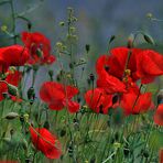 Die Knallroten Farben Des Sommers ...