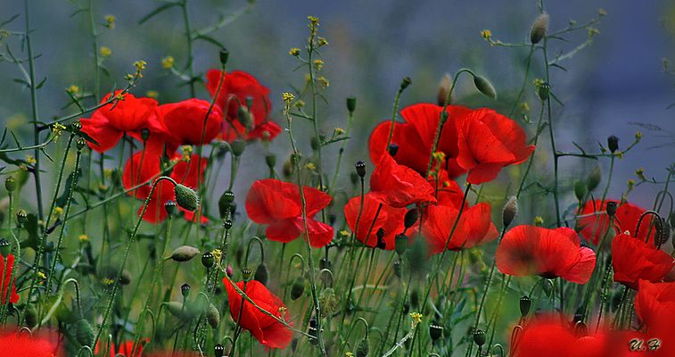 Die Knallroten Farben Des Sommers ...