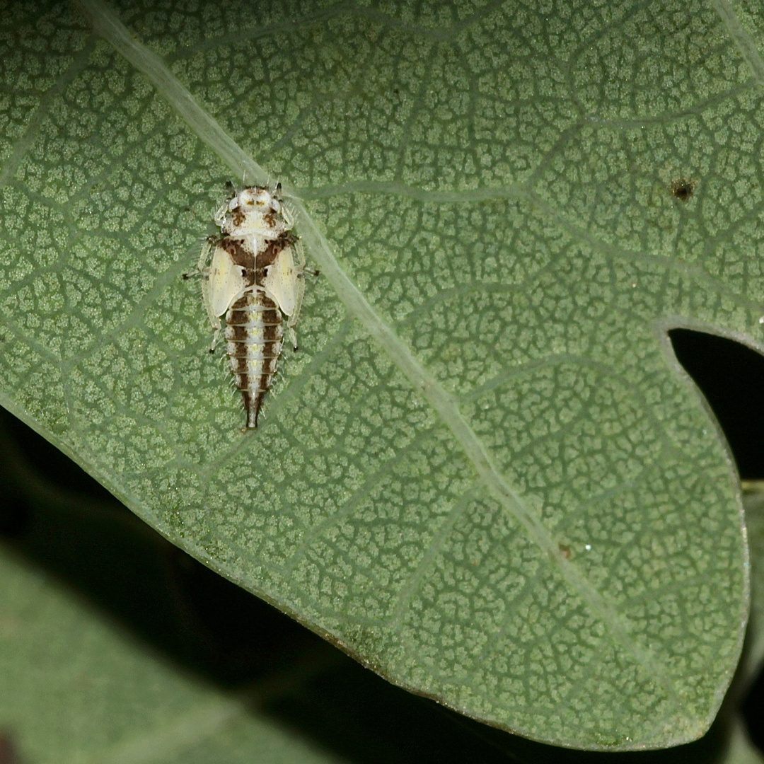 Die knapp 4 mm große Nymphe (N5?) der Traubeneichen-Elfenzikade - ...