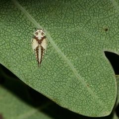 Die knapp 4 mm große Nymphe (N5?) der Traubeneichen-Elfenzikade - ...