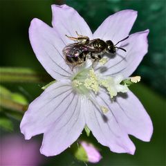 Die knapp 6 mm große Wildbienenart ANDRENA VIRIDESCENS - eine unserer kleinsten Bienen