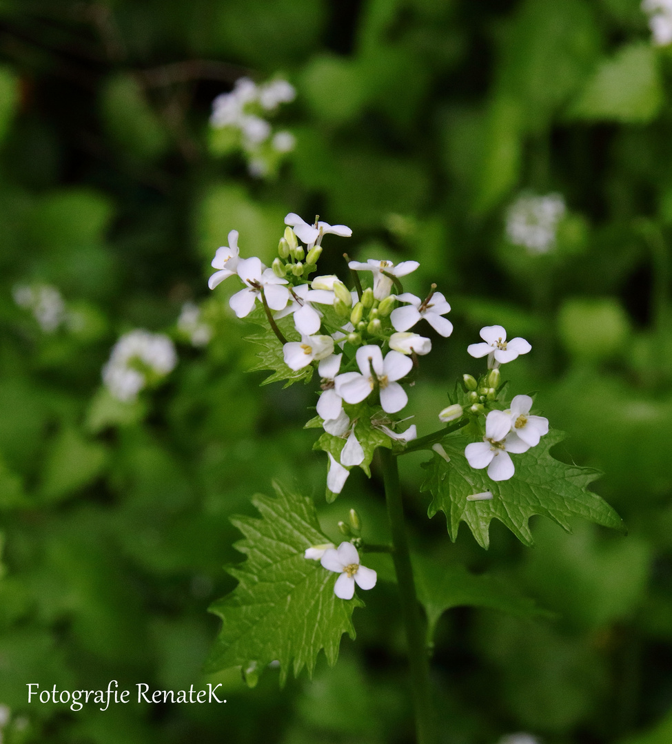 Die Knoblauchsrauke Alliaria petiolata (Kreuzblütler) Foto & Bild
