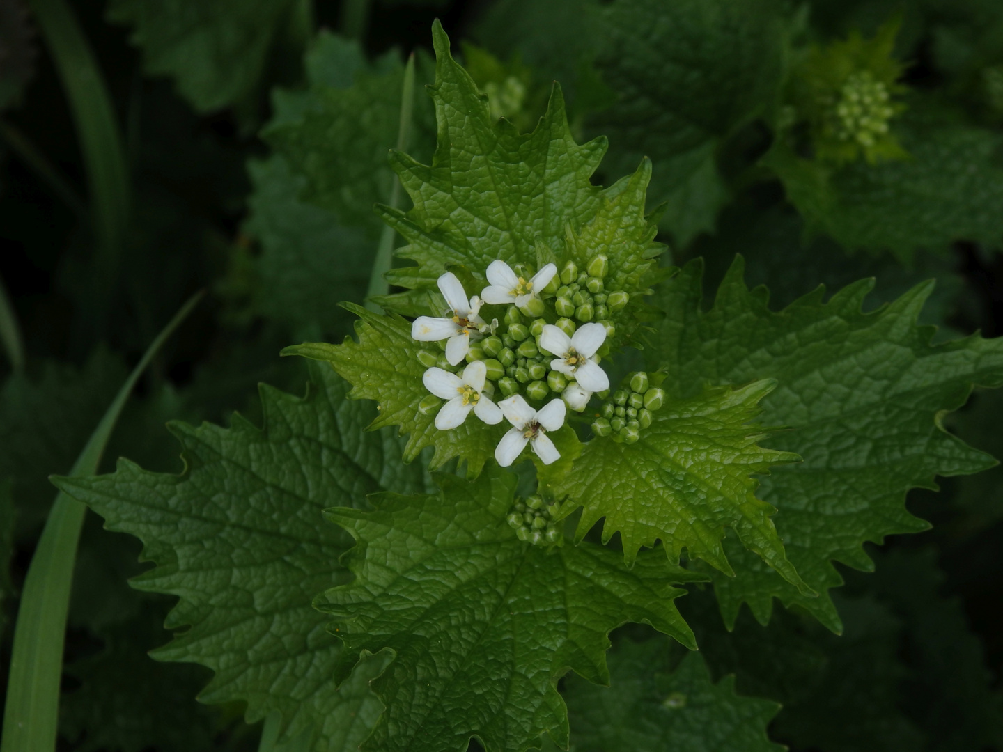 Die Knoblauchsrauke in unserem Garten blüht 