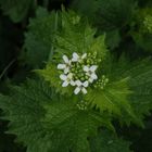 Die Knoblauchsrauke in unserem Garten blüht 