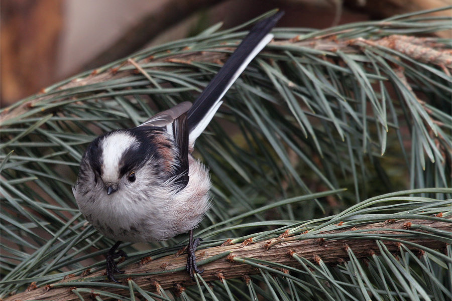 die Knopfaugen Foto &amp; Bild | tiere, wildlife, wild lebende vögel Bilder ...