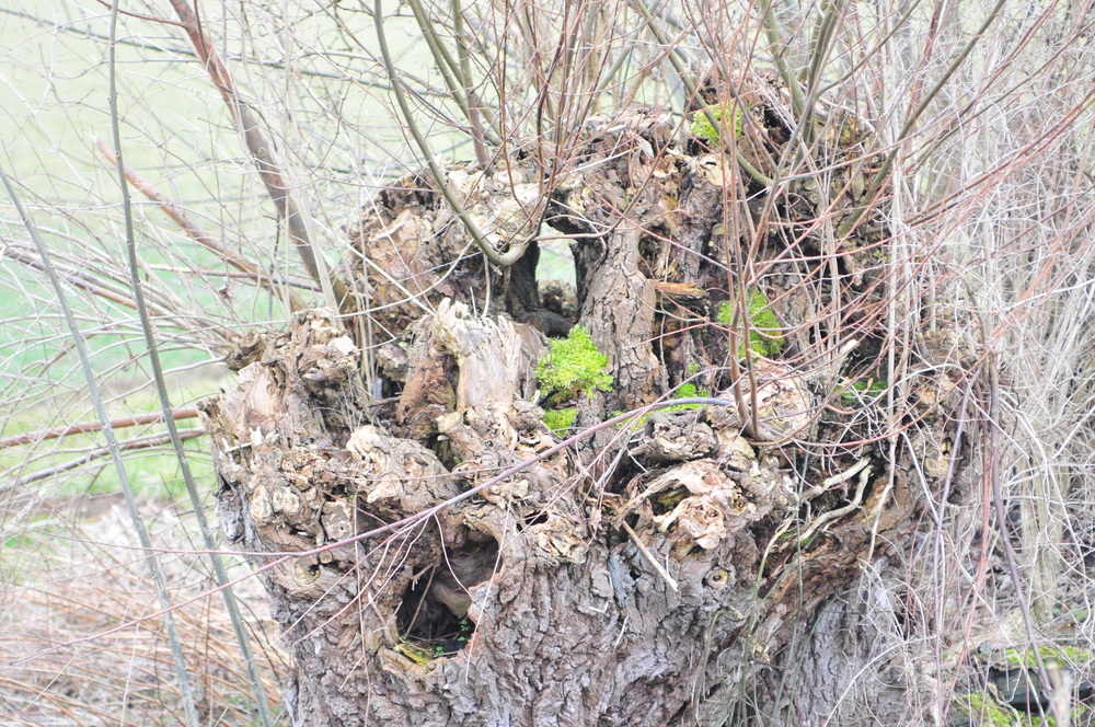 Die knorrige alte Weide am Bach