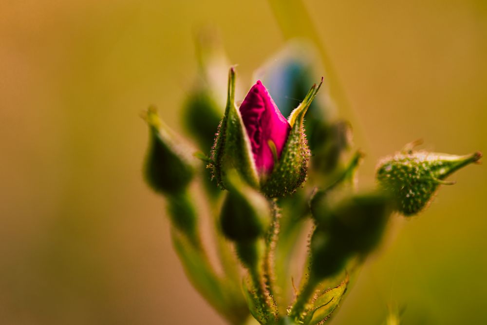 Die Knospe Foto & Bild pflanzen, pilze & flechten, blüten