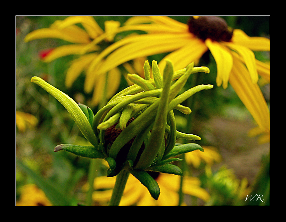 Die Knospe der Sonnenhut Blüte...