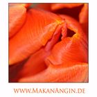 Die Knospe der Tulpe