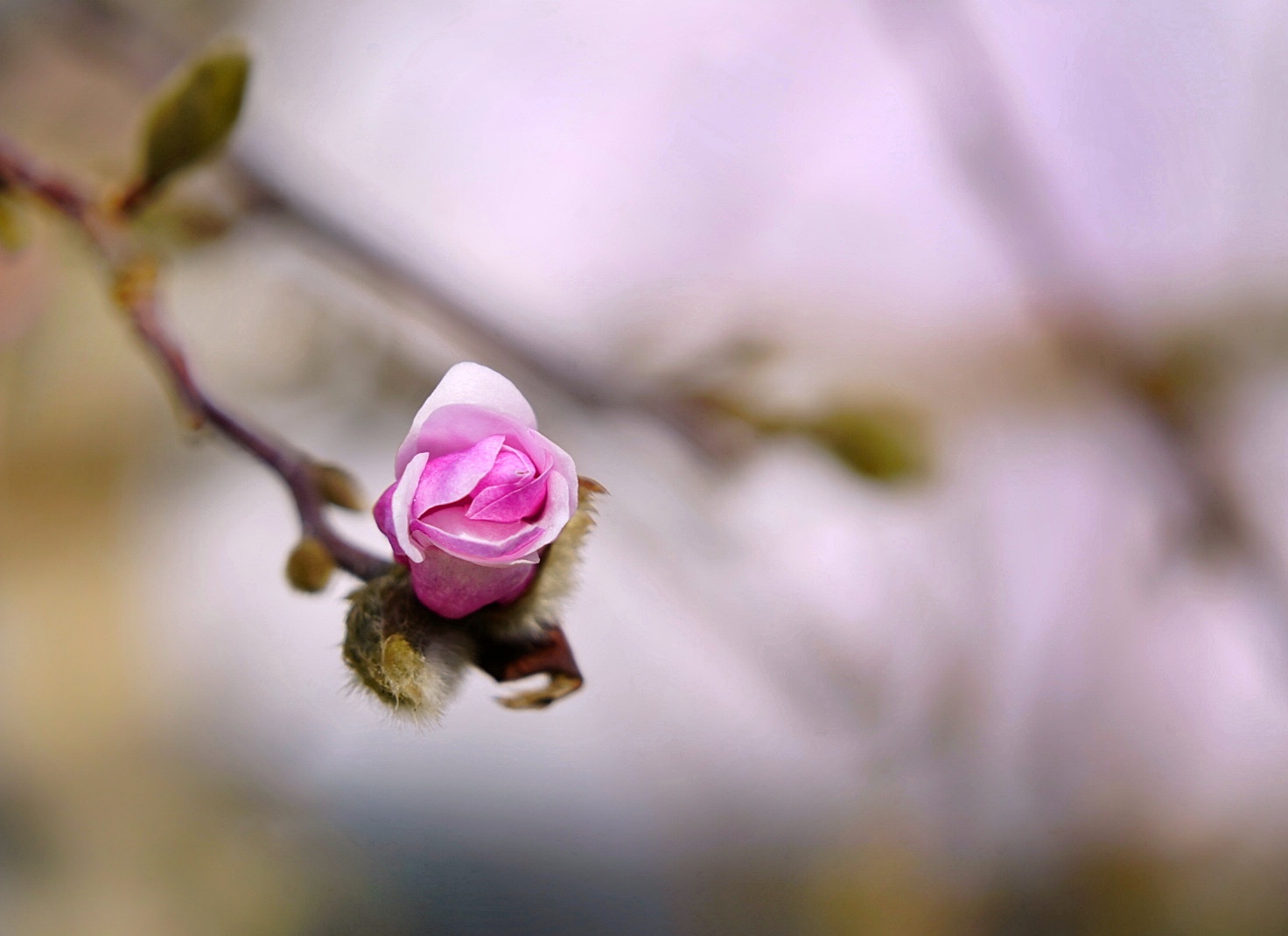 Die Knospe einer Magnolienblüte öffnet sich.. 