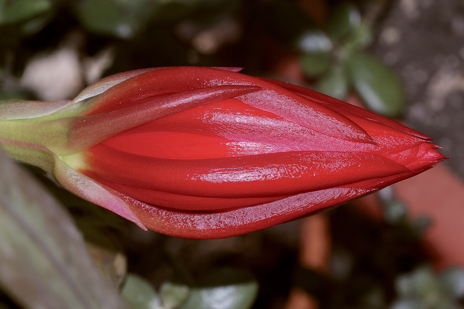 Die Knospe eines Blattkaktus (Epiphyllum) ...