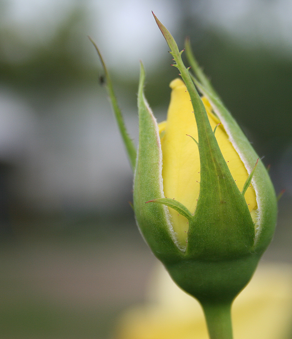 Die Knospe in gelb