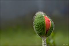 Die Knospen brechen auf.......