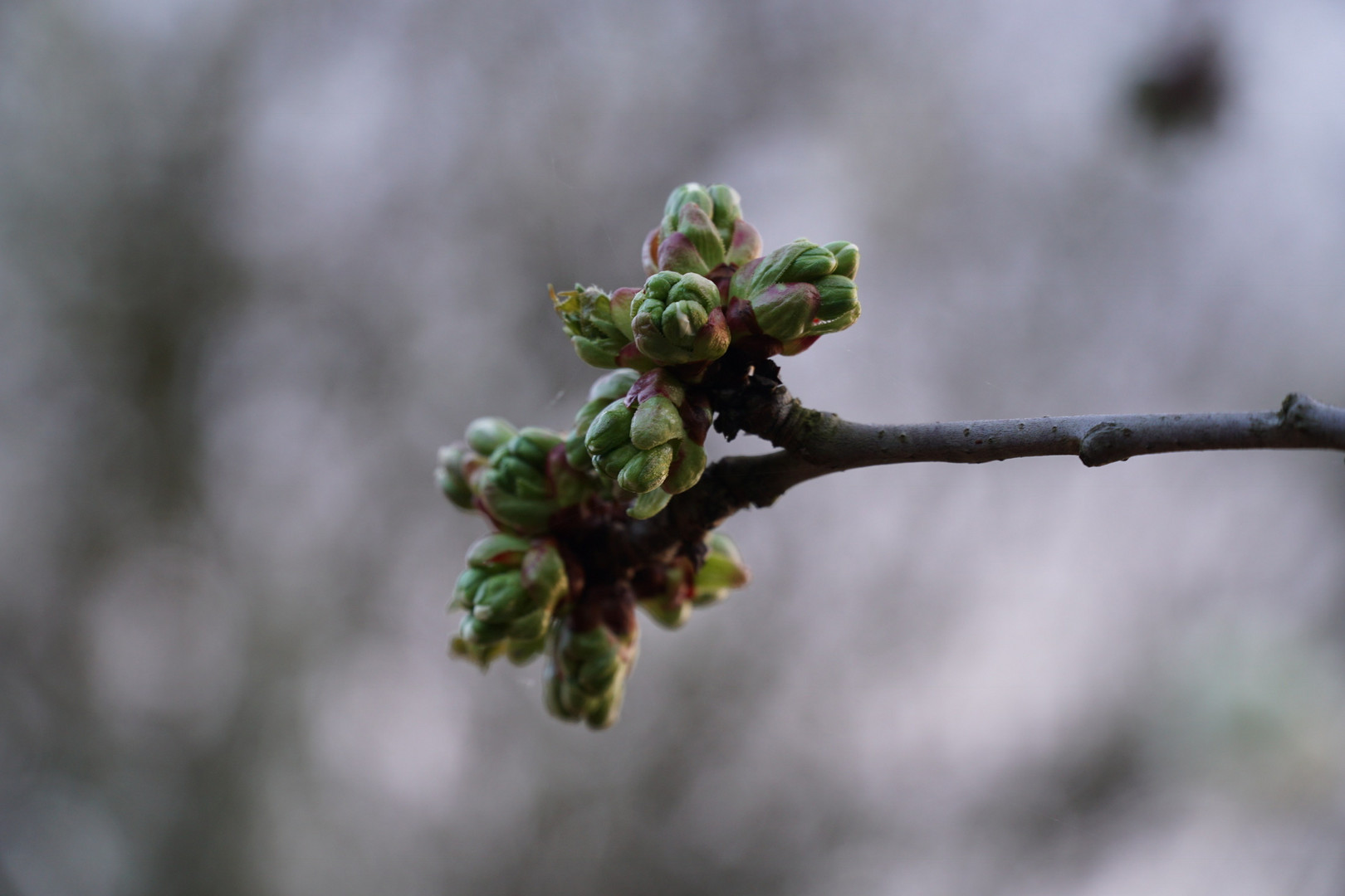 die Knospen brechen auf