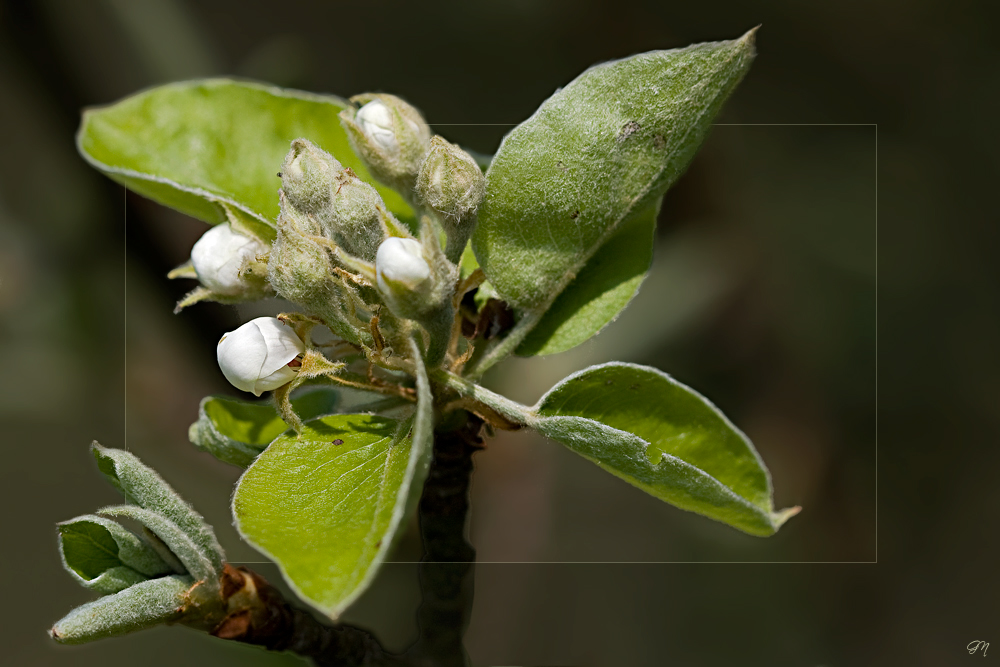 Die Knospen der Birne