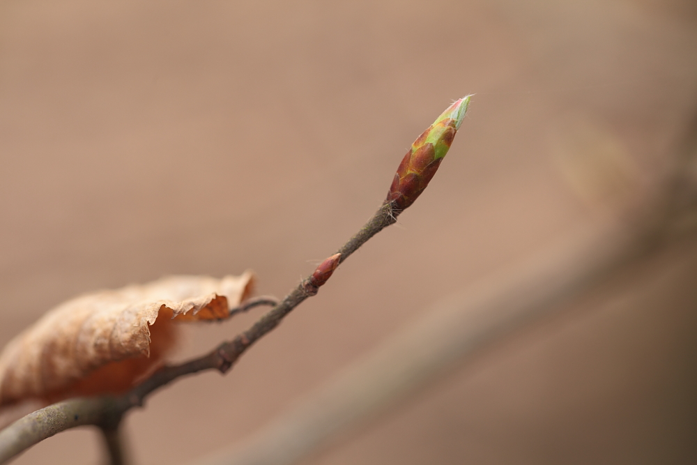 Die Knospen der Blätter öffnen sich langsam