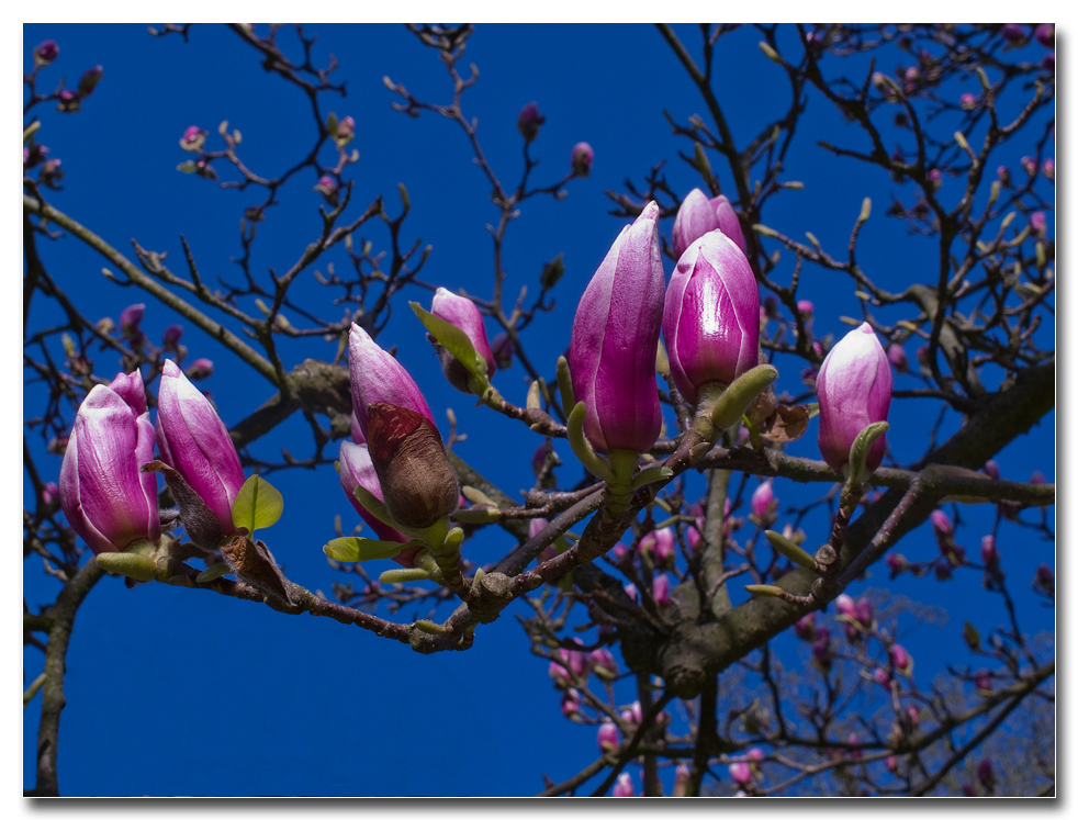 Die Knospen der Magnolie