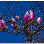 Die Knospen der Magnolie