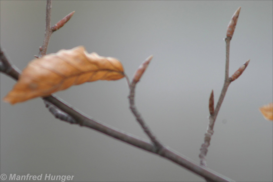 Die Knospen der neuen Saison sind schon zu erkennen I