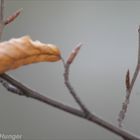 Die Knospen der neuen Saison sind schon zu erkennen I