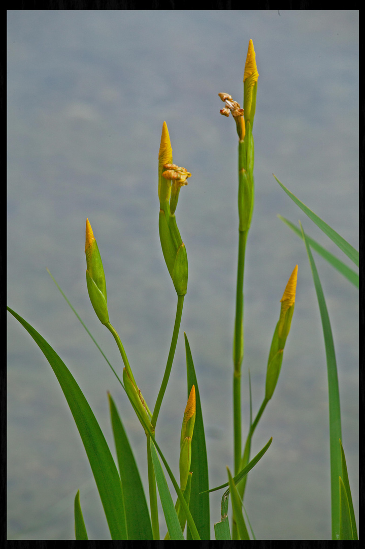 Die Knospen der Wasserlilien