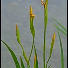 Die Knospen der Wasserlilien