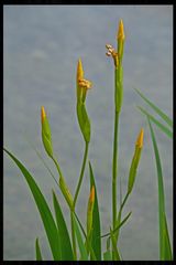 Die Knospen der Wasserlilien