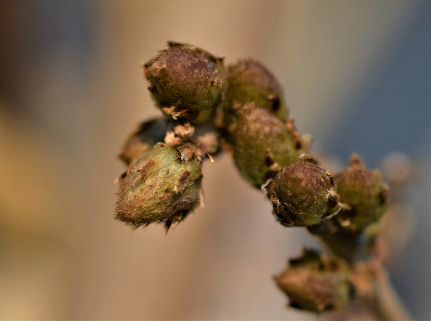 Die knospen des Birnenbaumes