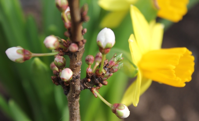 Die Knospen & die Osterglocke