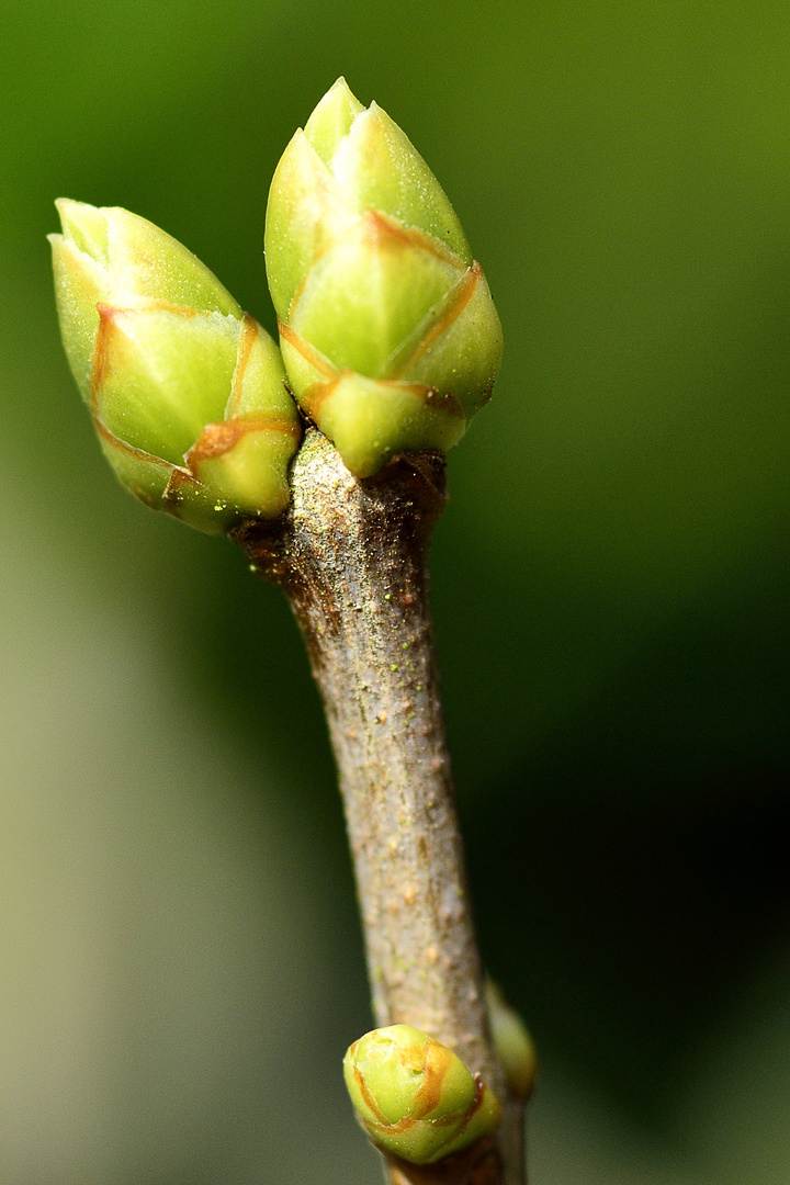 Die Knospen.