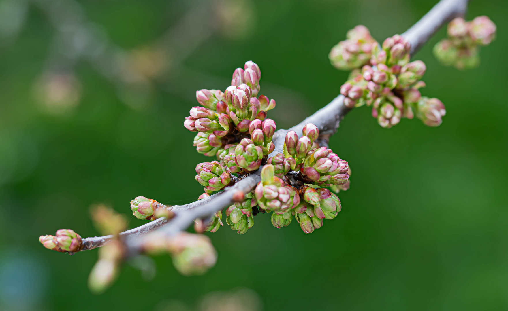 DIE KNOSPEN GEHEN AUF