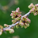 DIE KNOSPEN GEHEN AUF