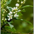 die Knospen gehen auf ...