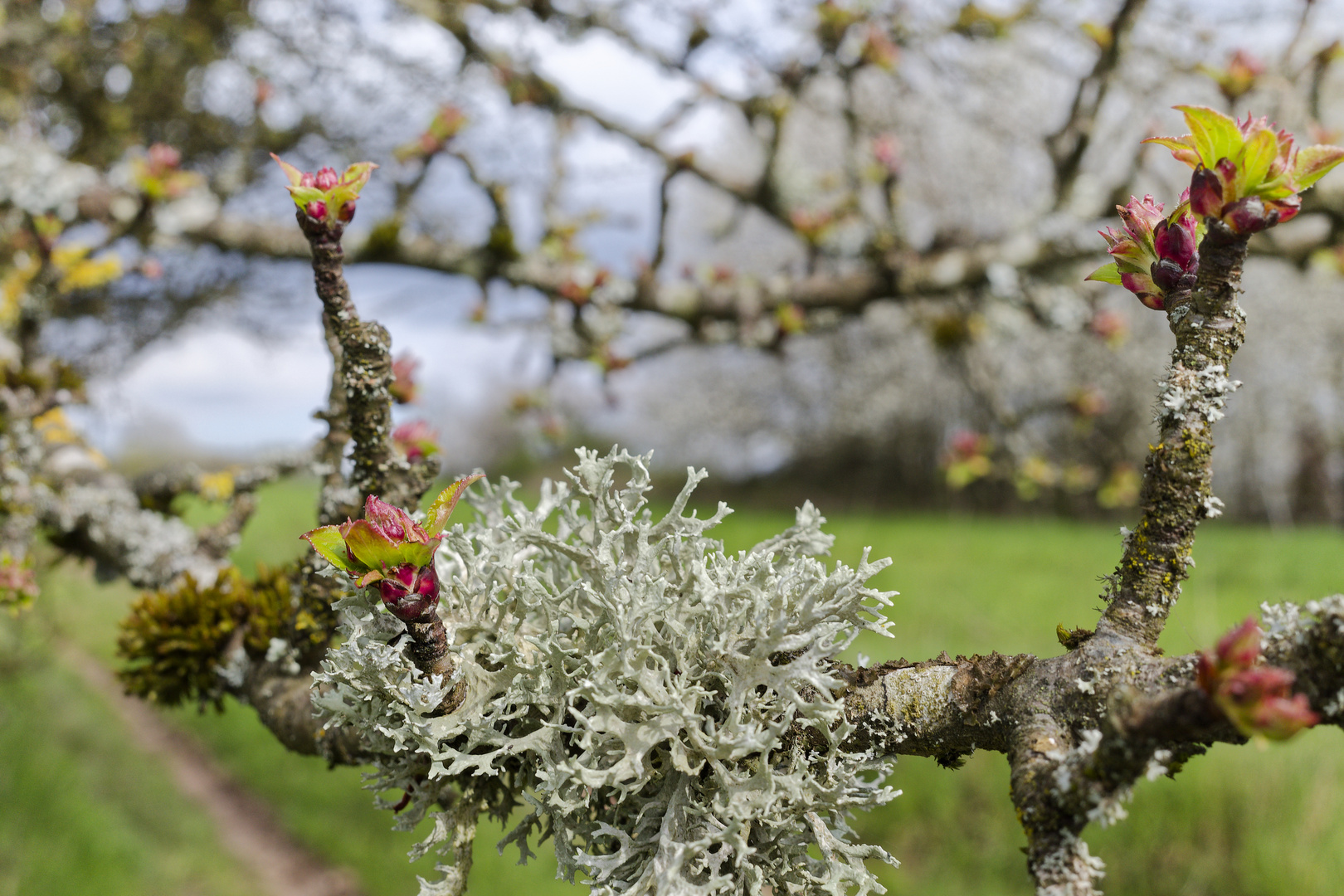 Die Knospen öffnen sich