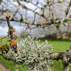 Die Knospen öffnen sich