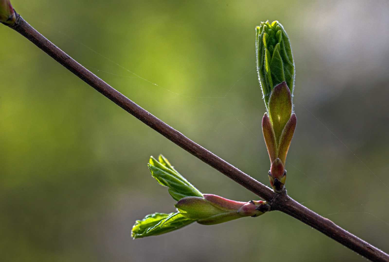 Die Knospen öffnen sich