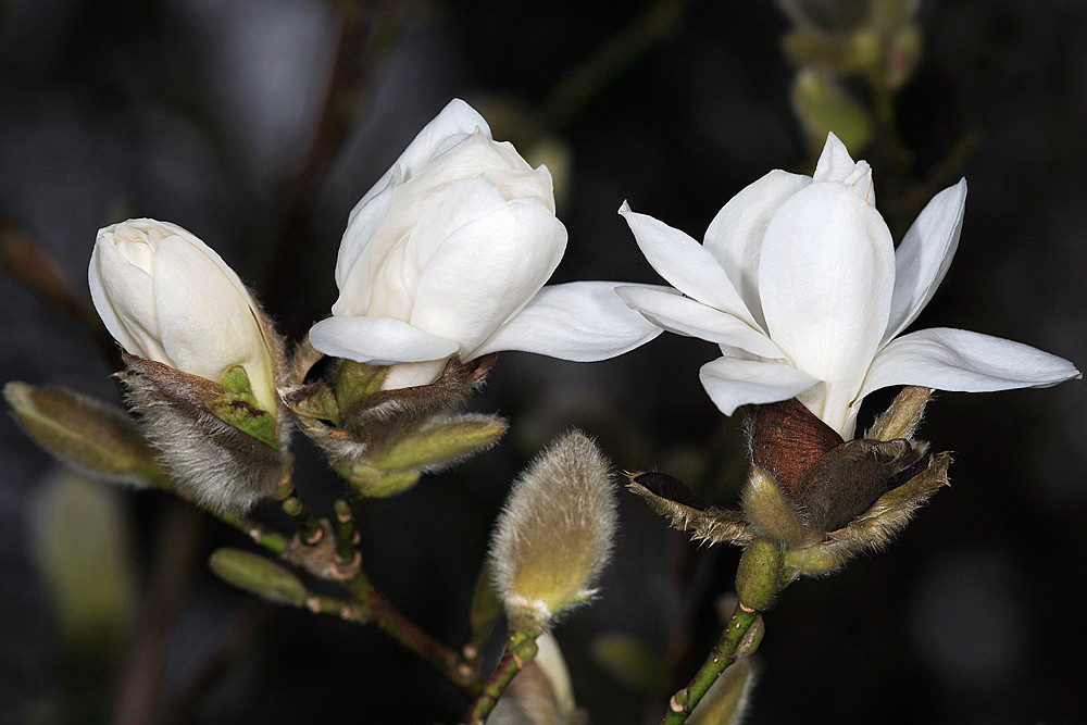 Die Knospen öffnen sich