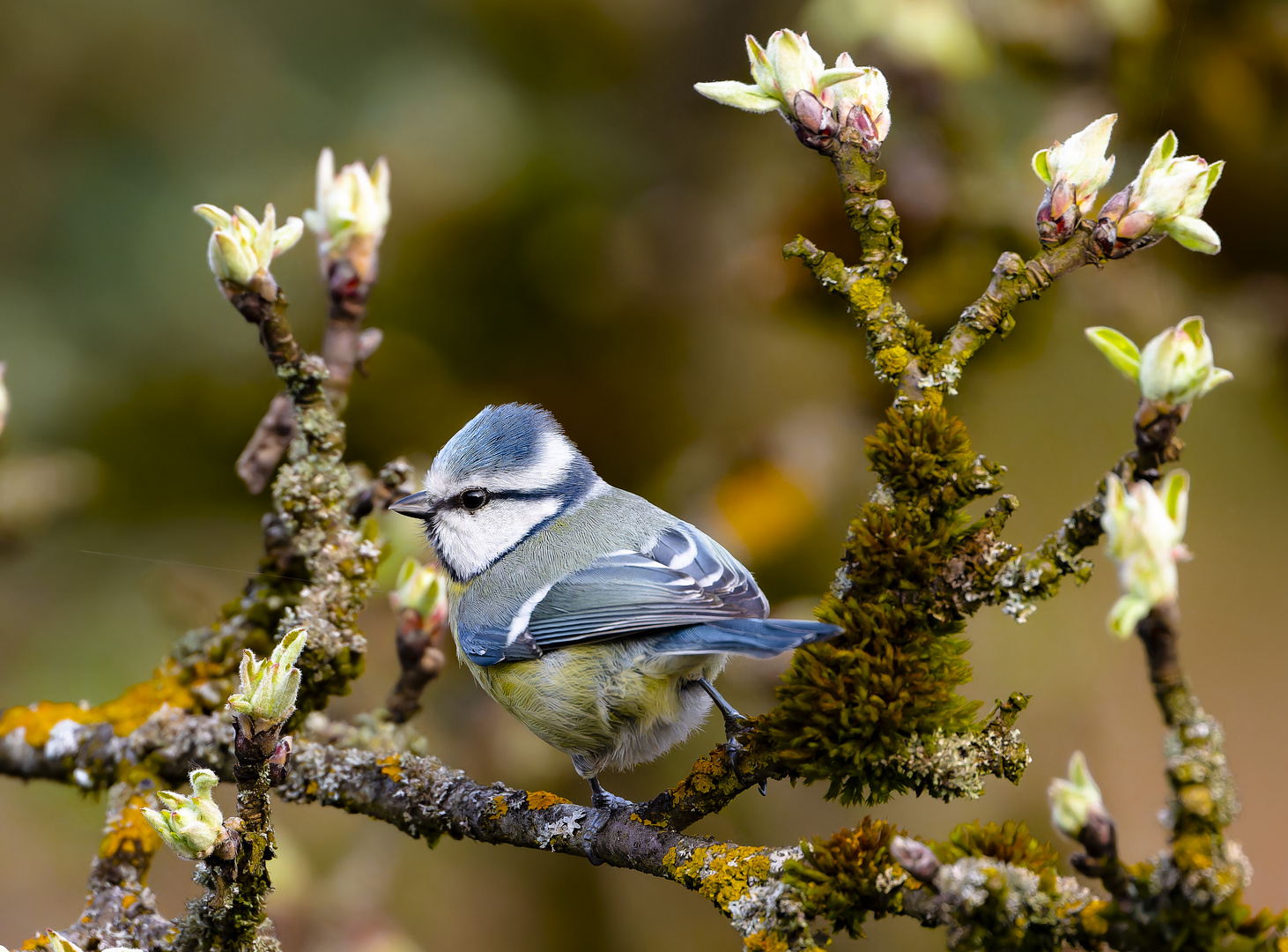 Die Knospen öffnen sich langsam