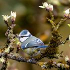 Die Knospen öffnen sich langsam