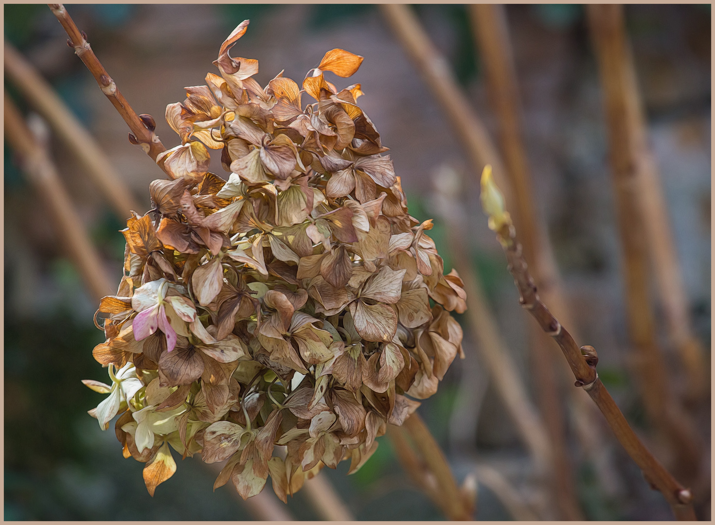 die Knospen schon in Wartestellung...