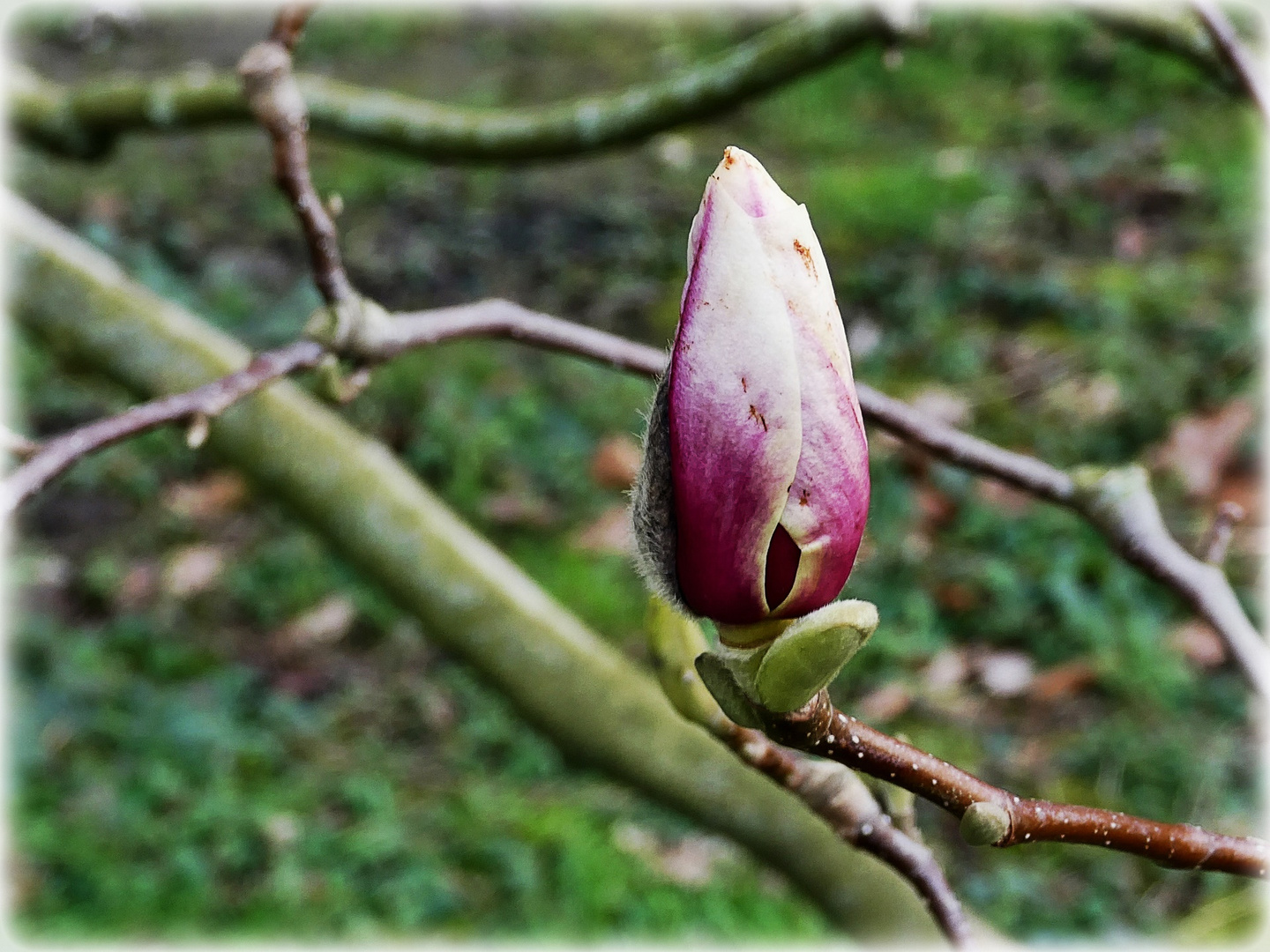 Die Knospen sind schon da