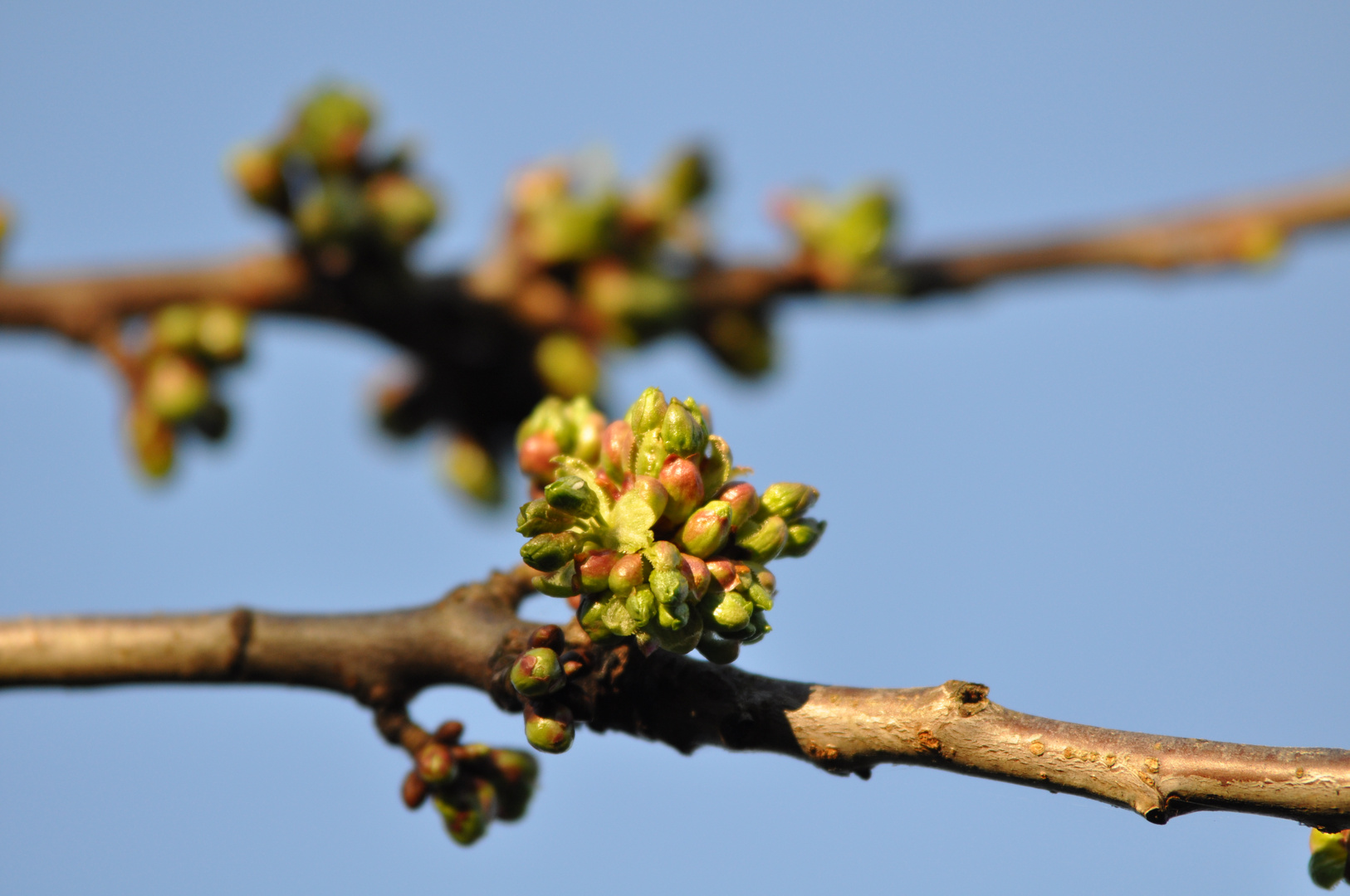 Die Knospen spriesen