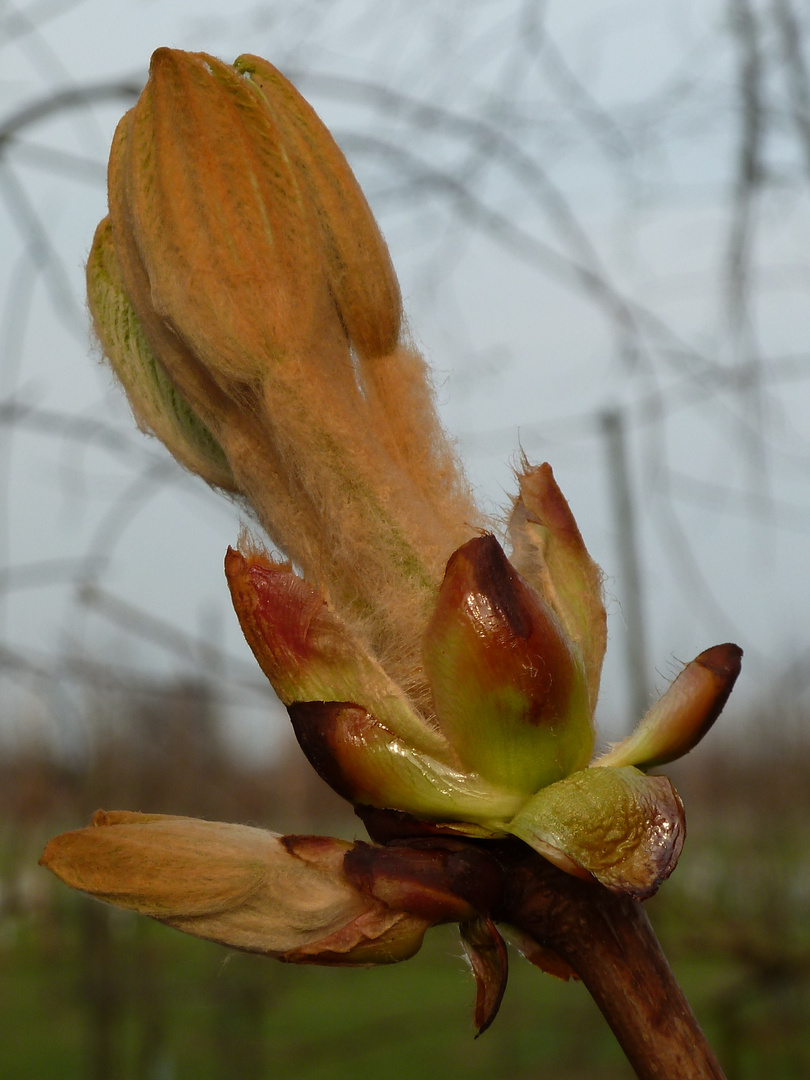 Die Knospen sprießen