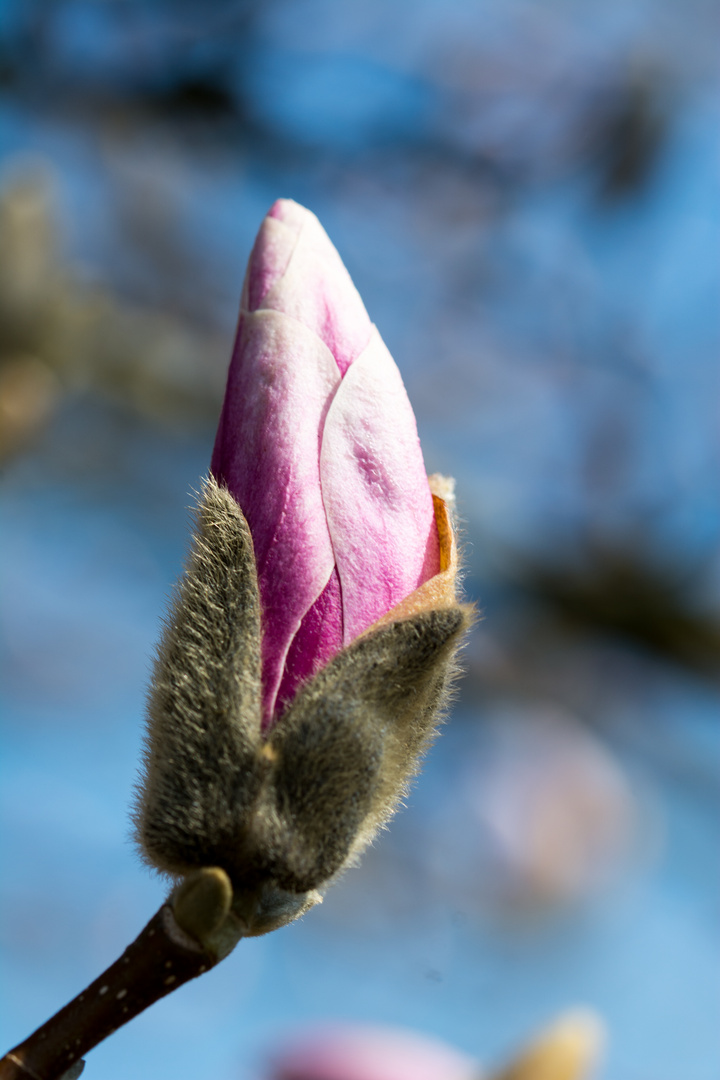 Die Knospen sprießen...