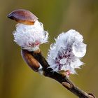 Die Knospen springen auf